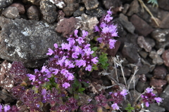 Thymus extremus