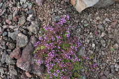 Thymus extremus