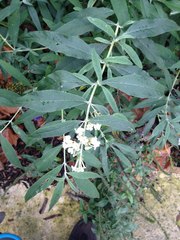 Buddleja davidii