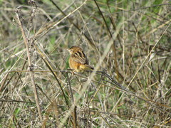 Cisticola juncidis
