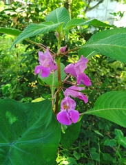 Impatiens tripetala