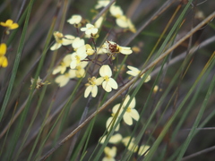 Stylidium luteum