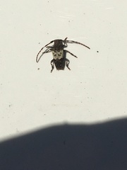 Pogonocherus hispidulus