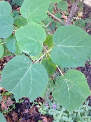 Paulownia tomentosa