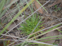 Stylidium luteum