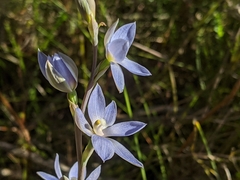 Thelymitra aristata