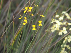 Stylidium luteum