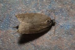 Acleris sparsana