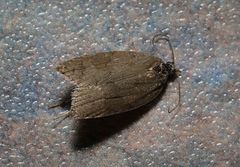 Acleris sparsana
