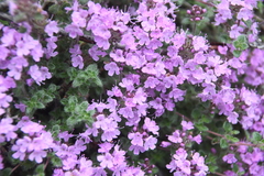Thymus sergievskajae