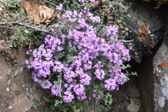 Thymus sergievskajae
