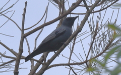 Edolisoma tenuirostre