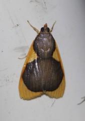 Prooedema inscisalis