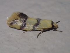 Psaroxantha basilica