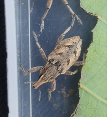 Coniocleonus excoriatus