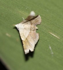 Esthlodora versicolor