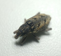 Coniocleonus excoriatus