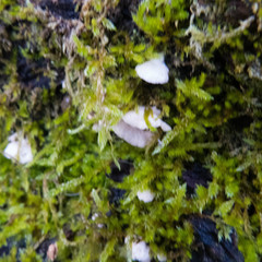 Arrhenia acerosa