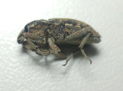 Coniocleonus excoriatus