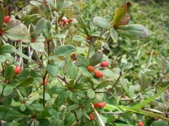 Berberis amurensis