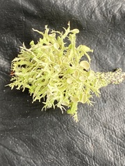 Ramalina paludosa