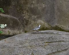 Motacilla alba