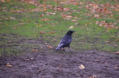 Corvus corone