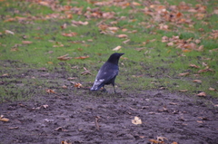 Corvus corone