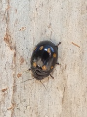 Paropsisterna octosignata