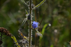 Echium vulgare