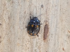 Paropsisterna octosignata