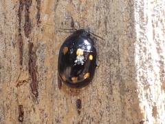 Paropsisterna octosignata