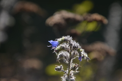 Echium vulgare