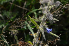 Echium vulgare