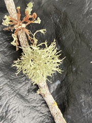 Ramalina paludosa