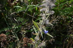 Echium vulgare