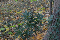 Daphne laureola