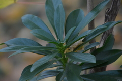 Daphne laureola