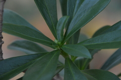 Daphne laureola