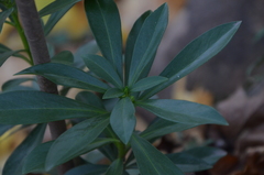 Daphne laureola