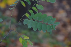 Robinia pseudoacacia