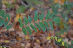Robinia pseudoacacia