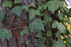 Hedera helix