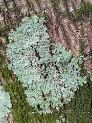 Heterodermia albicans