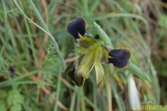 Iris tuberosa