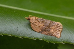 Adoxophyes privatana