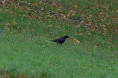 Corvus corone