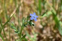 Anchusa stylosa