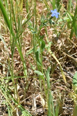 Anchusa stylosa