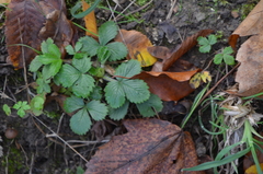Fragaria vesca